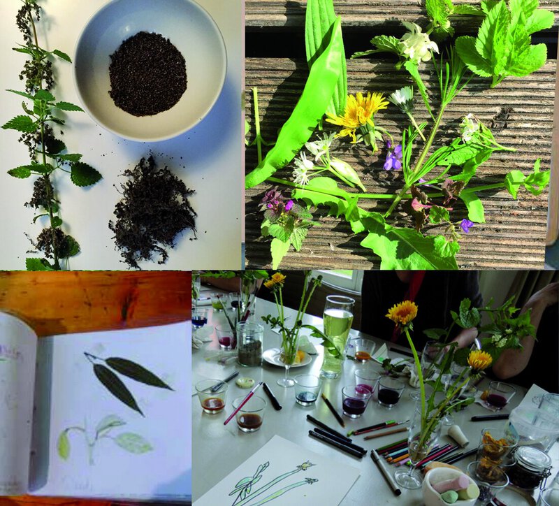 Was ist das denn für ein Kraut?